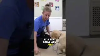 Teach Your Puppy Impulse Control with Food
