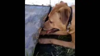 Bunny hunting, Ridgeback style