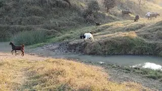 😄😄Bakri Pani mein gir gai