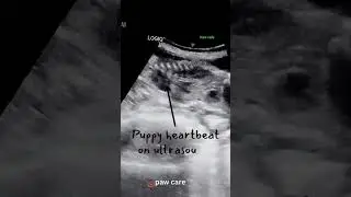 puppy heartbeat on ultrasound