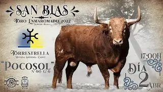 San Blas 2022. Toro Enmaromado de Yuncos. Presentaci&oacute;n Torrestrella
