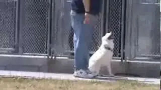 Russell Ebersole Aberdeen Acres Kennel - Russ hits dogs in face