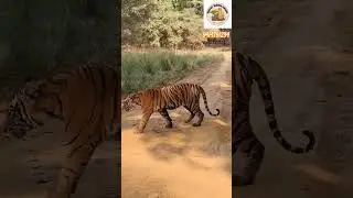 Ranthambore National Park 16/12/2024