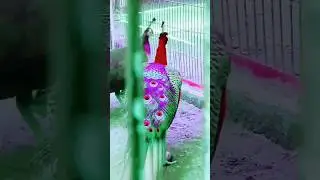 most beautiful peacock of the world,#peacock,#peacockdance,#botanzoo #shortvideos,#mor