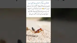 Ant Colony &ndash; Amazing Nature Effect Wildlife Animal 🐜 #ants #naturefacts #nature #wildlife #shorts