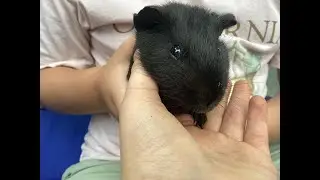 Guinea pig bonding!