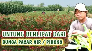 Cuan dari Usaha Budidaya Bunga Pacar Air (Pihong); Kupas Cara Tanam hingga Pemasaran