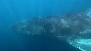 Competition Pod Humpback Whale