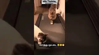சோத்து மூட்டை 😁😊 #ytshorts #cat #catvideos #shorts #shortsfeed#funnyanimal