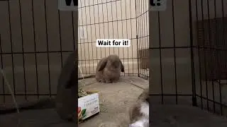 How My Bunny Fell Asleep