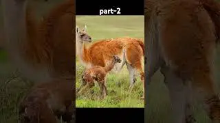 wildlife #wildlifephotography #wildlifeplanet #planetearth #natureisbeautiful #animalbehavior