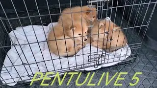 PENTULIVE 5   SUOMENPYSTYKORVA