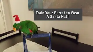 Train Your Parrot to Wear a Santa Hat! - Jasper the Eclectus Parrot