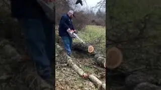 Ported RR/stihl ms261c 😎🦎 #chainsaw #portedchainsaw #wood