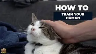 How to Train Your Human (A Cats Guide)