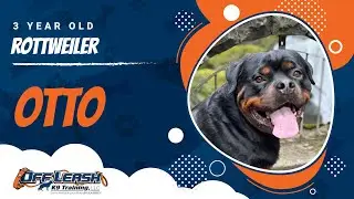 Off-Leash K9 Training with Otto the 3-Year-Old Rottweiler | Seattle Dog Training