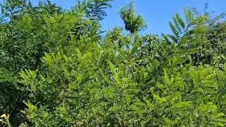Bienenweiden über Bienenweiden, längeres Video folgt - Regenerative Permakultur