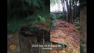 2024 Sep 23 El Agua del Guadual