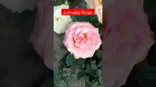 Jumelia Rose #shorts