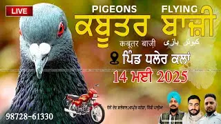 🔴 LIVE . ਕਬੂਤਰਬਾਜ਼ੀ 🔴 DHALER KALAN 🔴 ਕੁੱਪ ਕਲਾਂ  ਪੀਜ਼ਨ ਕਲੱਬ  [ 14 MAY  2025  ]  FLYING COMPITION