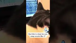 🎹 What a cat can produce after listening to Ghibli piano? Hope you enjoy my healing piano music 🎧