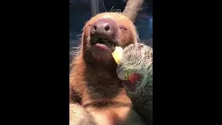 Sloth super powers