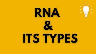 What is RNA? Types of RNA. mRNA, tRNA, rRNA.