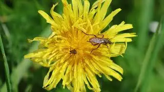 Dansvliegen (Empididae) op de Paardenbloem