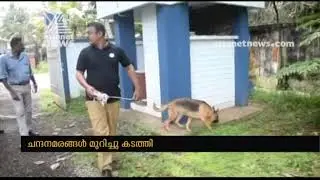 Timber thieves stealing sandal trees from government land