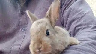 Rabbit Cute brown Bunny