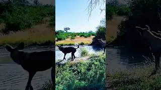 Wild Dog Attacks &mdash; But a Hippo Rushes In!&rdquo;