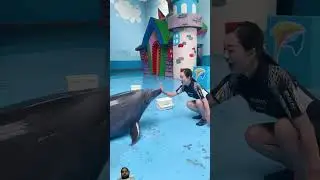 Dolphins 🐬 love ❤️ #dolphin #dolphinlove #cute #swimming #dolphine #animals #dophin #funny