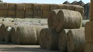 Hay Auction
