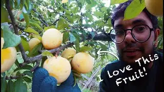 Golden Plum | সোনালী আলুবোখারা