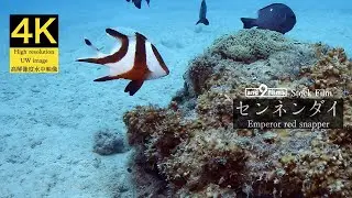 【4K 水中映像】センネンダイ / Emperor red snapper / Lutjanus sebae