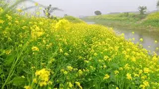 beautiful river side 