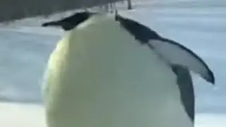 Voicing over videos of Penguins bc they're cool