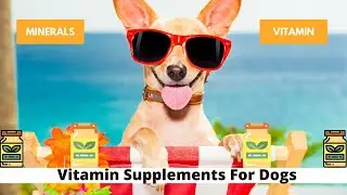 Vitamins and Minerals Supplements for Your Pet Dog | How to train a Pet Dog | Dog Instructor