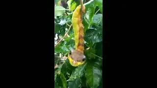 MANDRUV&Aacute; (lagarta dos cafezais) com CARA DE COBRA