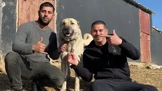 BİROL BAŞYİĞİT ZİYARETİMİZE GELDİ KÖPEKLERE BAKTIK