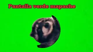 mapache bailando pantalla verde/pedro pedro
