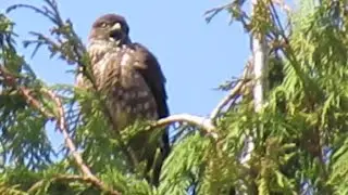 Merlin Falcon Call Loud Sound - Amazing Bird of Prey