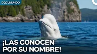 El Secreto del r&iacute;o San Lorenzo: &iquest;Por Qu&eacute; las Ballenas Tienen Nombre Propio? I Doblaje Al Espa&ntilde;ol