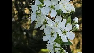 Mirabellier 'Prunus domestica syriaca' Des bouquets plein la vue.