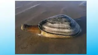 Mya arenaria