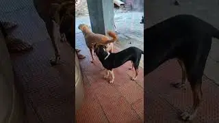 Feeding hungry dogs & their reactions!Voiceless Souls live highlightsv#dogs #doglife #doggielife 