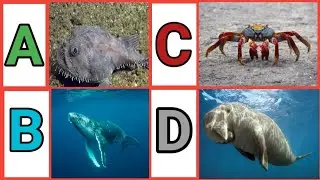 A To Z Aquatic 🐳🐟🐠🐡🦈🐙🦑Animals | Aquatic Animals With Pronunciation | A To Z Sea Animals With Videos