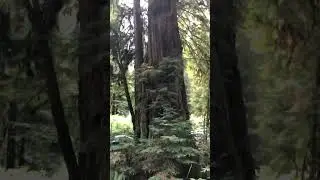#california #forest #tree #summervibes #bigtree #treefall