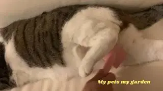 | Brushing cat Romeo's fur |#funnycats |#healingcat |#calm |#relaxing | #love| #My pets my garden