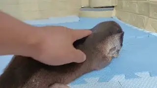 My adorable otter Asa is angry.